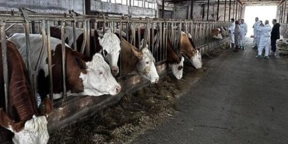 Şarkikaraağaç’ta şap alarmı