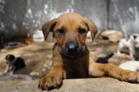 tvhb-onlar-sokak-hayvani-degil-sahipsiz-hayvanlardir-yenigun