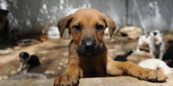 tvhb-onlar-sokak-hayvani-degil-sahipsiz-hayvanlardir-yenigun