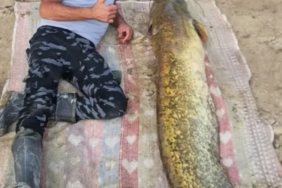 Dev Yayın Balığı, Isparta'da Balıkçıları Şaşırttı: 42 Kilogram!
