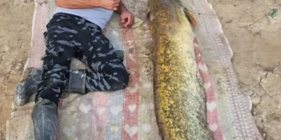 Dev Yayın Balığı, Isparta'da Balıkçıları Şaşırttı: 42 Kilogram!