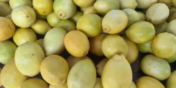 Isparta'da Limon Fiyatları Yüksek Kaldı: Kış Hazırlıkları ve Üretim Zorlukları Etkili