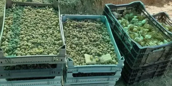 Isparta'da Çiftçiler İçin Beyaz Zambak ve Salep Yetiştiriciliği Desteği