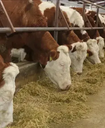 Şap Hastalığı Salgını: Burdur'da 9 Köye Hayvan Giriş-Çıkışı Yasaklandı