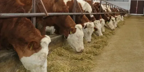 Şap Hastalığı Salgını: Burdur'da 9 Köye Hayvan Giriş-Çıkışı Yasaklandı
