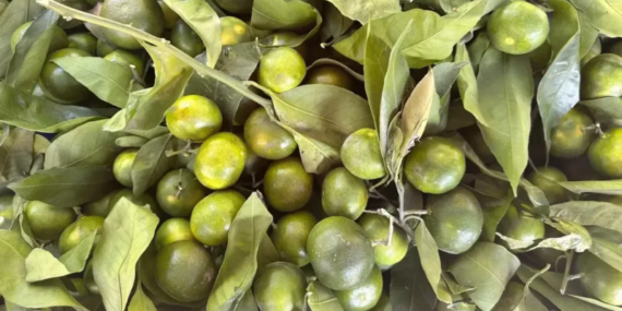 Isparta'da Yeşil Mandalina Fiyatları Tüketicileri Zorluyor