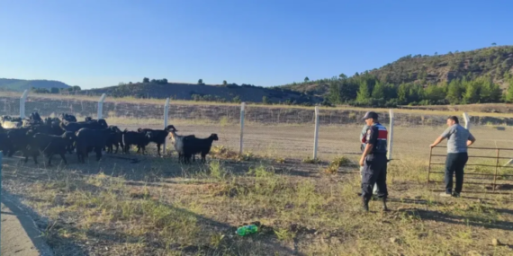 Jandarma, Burdur'da Kaybolan 41 Keçiyi Buldu