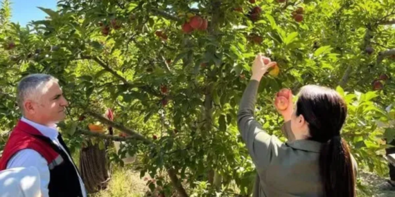 Senirkent’te Hasat Coşkusu: Kaymakam Gür Çiftçilerle