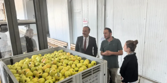 Vali Erin’den Elma Hasadına Ziyaret