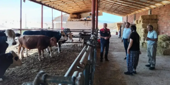 Yalvaç’ta Besi Sığırı İşletmesi Gelişiyor