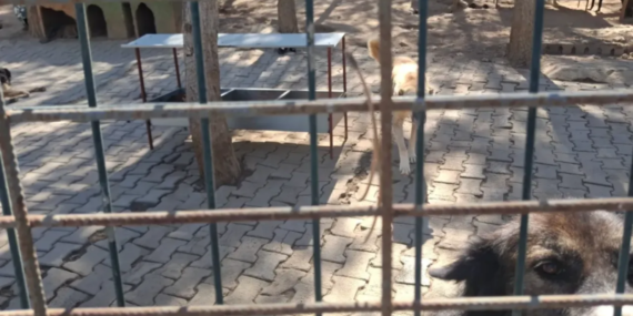 Isparta Belediyesi Sahipsiz Hayvanlar Bakımevine Denetim