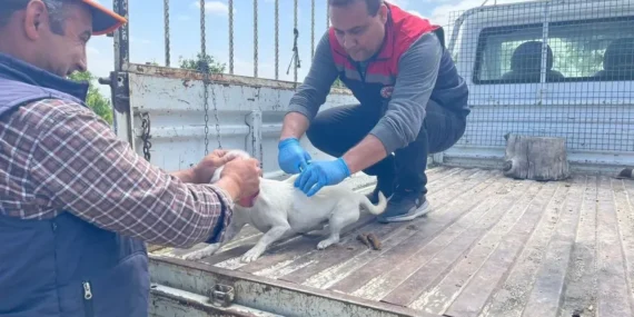 Isparta’da Evcil Hayvanlara Dijital Kimlik İçin Son Tarih