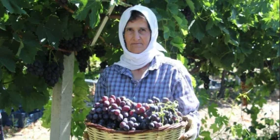 Isparta Üzüm Hasadında Rekor Verim
