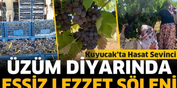 Kuyucak Köyü'nde Rekor Üzüm Hasadı: 1000 Ton Hedefi