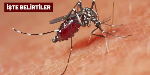 Güney Çin'de Chikungunya Ateşi Salgını: 1714 Vaka, 3. Seviye Acil Durum İlanı