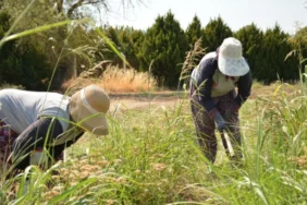 476 Milyon TL'lik Tarım Desteği Çiftçilerin Hesabında