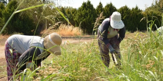 476 Milyon TL'lik Tarım Desteği Çiftçilerin Hesabında