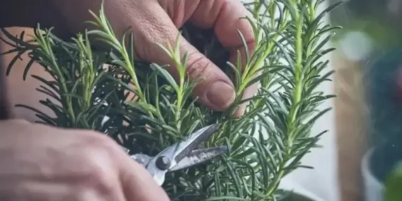 Hafıza Güçlendirici Biberiye: Isparta'da Yetişen Doğal Zihin Keskinleştirici