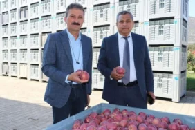 Isparta’da 2025 elma hasadı başladı