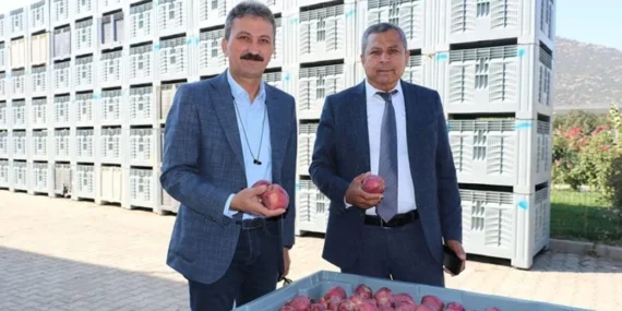 Elma İhracatında Yeni Düzenleme: Fiyatlar Nasıl Dengeleniyor?