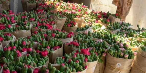 Isparta'nın Rengarenk Karanfilleri Global Pazarlarda Türkiye'yi Temsil Ediyor