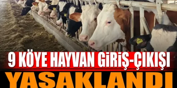Şap Hastalığı Salgını: Burdur'da 9 Köye Hayvan Giriş-Çıkışı Yasaklandı
