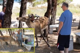 Salda Gölü'nde Nesli Tehlike Altındaki Kızıl Geyik, Piknikçilere Konuk Oldu