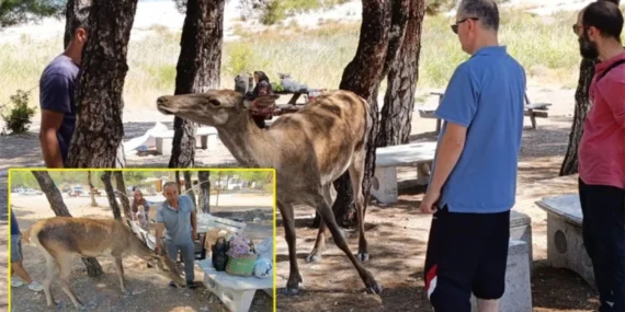 Salda Gölü'nde Nesli Tehlike Altındaki Kızıl Geyik, Piknikçilere Konuk Oldu