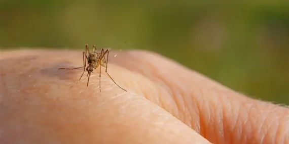 Bira İçenler Sivrisinekler İçin Daha Çekici: Yeni Araştırma