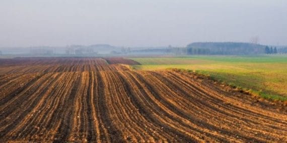 Atıl Araziler Üretime Kazandırılacak: 300 Bin Dekarlık Alan Kasım 2025'te Kiralanacak