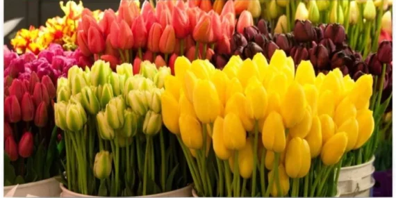 Antalya Büyükşehir Belediyesi'nden Üreticilere Kesme Çiçek Yetiştiriciliği Eğitimi