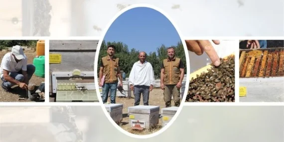 Isparta Arıcılığı Rekolteyle Parlıyor: 36 Bin Kovandan 256 Ton Bal