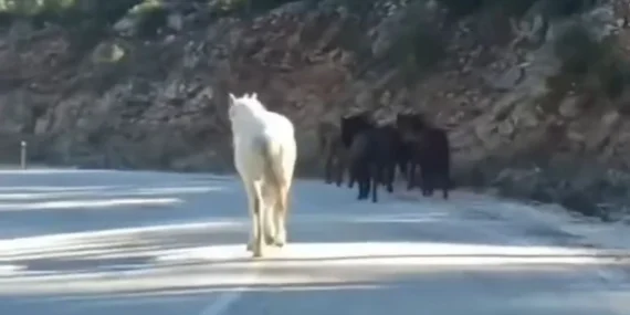 Yılkı Atları Besin Arayışında Köye İndi: Sütçüler'de Unutulmaz Manzaralar