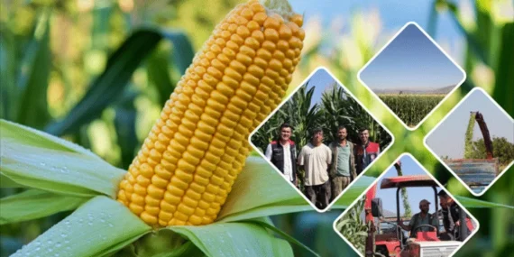 Isparta'da Hayvancılığın Geleceği Tarlalarda Biçiliyor: Stratejik Mısır Hasadı Başladı