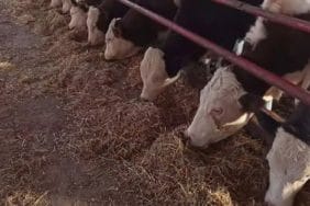 gelendostta-sap-alarmi-9-koye-giris-yasak