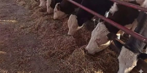 gelendostta-sap-alarmi-9-koye-giris-yasak