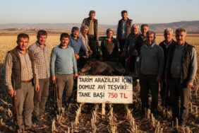 Tarim-arazileri-icin-domuz-avi-tesviki-Tane-basi-750-TL-gemini