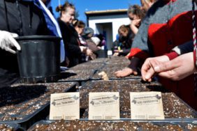 Bornova'da Kadın Üreticiler Yerel Tohumla Sezona Başladı