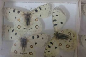 Isparta Böcek Müzesi: 30 Bin Örnekle Bilime Katkı ve Fobilere Çözüm