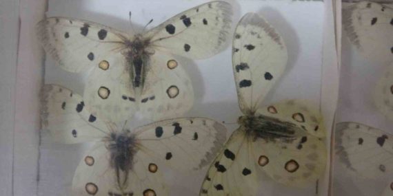 Isparta Böcek Müzesi: 30 Bin Örnekle Bilime Katkı ve Fobilere Çözüm