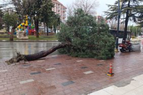 Isparta'da Fırtına Etkili Oldu: Devrilen Ağaç Korku Yarattı