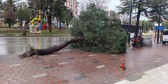Isparta'da Fırtına Etkili Oldu: Devrilen Ağaç Korku Yarattı